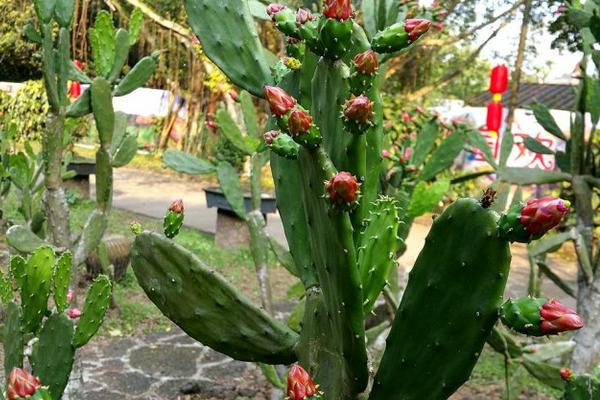 仙人掌开花代表什么 仙人掌什么时候开花(多久开一次)
