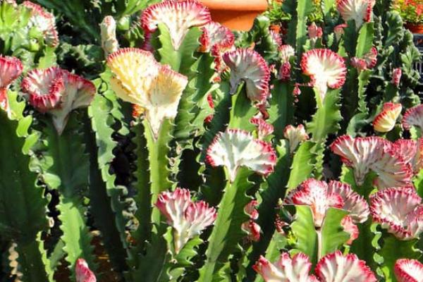 仙人掌开花代表什么 仙人掌什么时候开花(多久开一次)