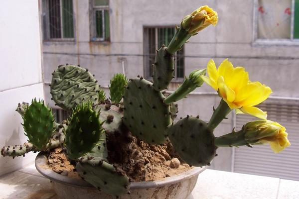 仙人掌开花代表什么 仙人掌什么时候开花(多久开一次)