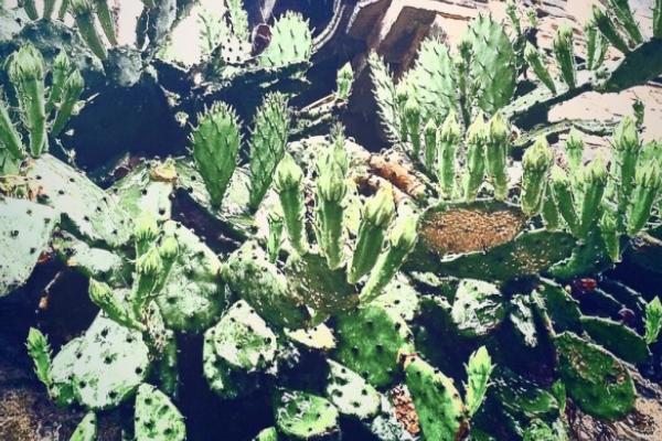 仙人掌开花代表什么 仙人掌什么时候开花(多久开一次)