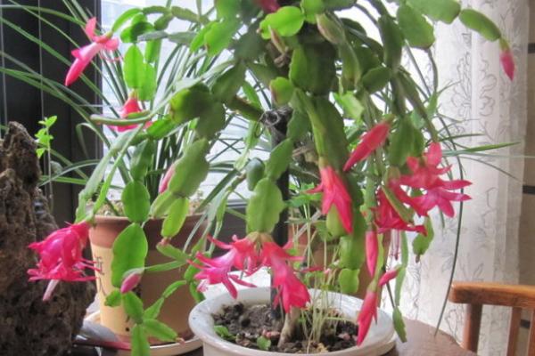 蟹爪兰图片大全 蟹爪兰特点与简介