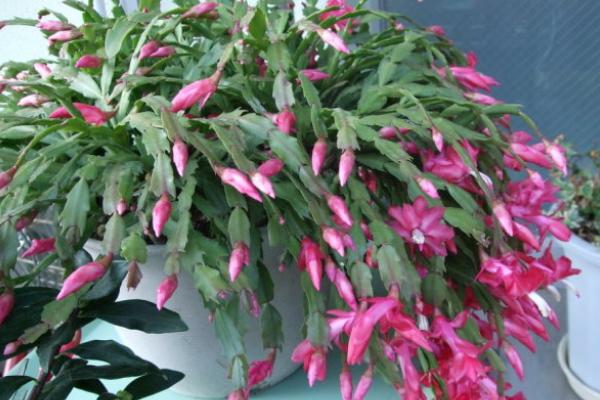 蟹爪兰怎么浇水不烂根 蟹爪兰的浇水方法技巧