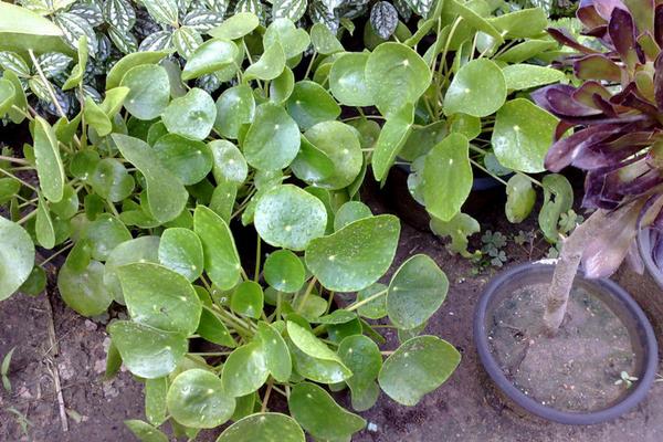 镜面草可以长多高多大 镜面草怎么样长得快