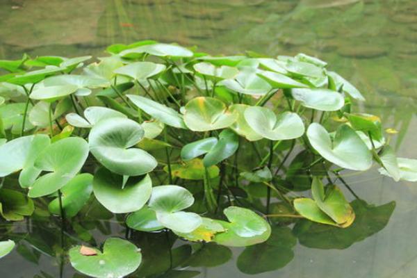 镜面草怎么养 镜面草养殖方法与注意事项