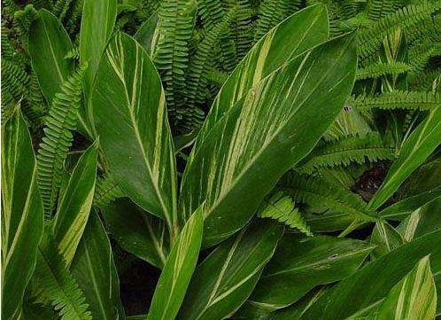 艳山姜功效与作用及禁忌 艳山姜怎么吃