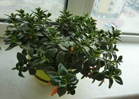 金鱼吊兰怎么摘心打顶(图解) 金鱼吊兰怎么修剪