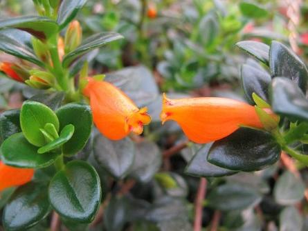 金鱼吊兰怎么摘心打顶(图解) 金鱼吊兰怎么修剪