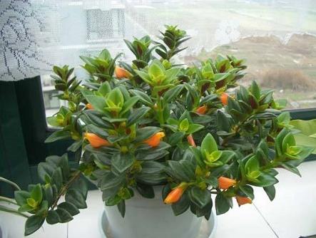 金鱼吊兰怎么摘心打顶(图解) 金鱼吊兰怎么修剪