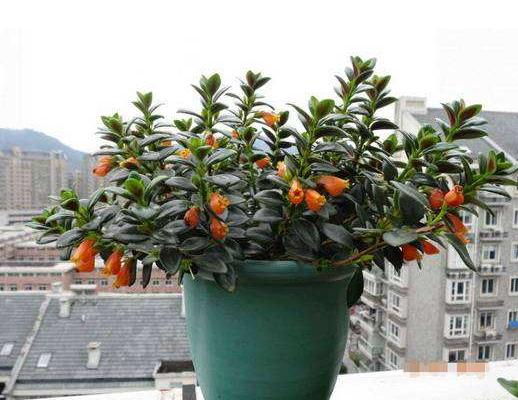 金鱼吊兰怎么摘心打顶(图解) 金鱼吊兰怎么修剪