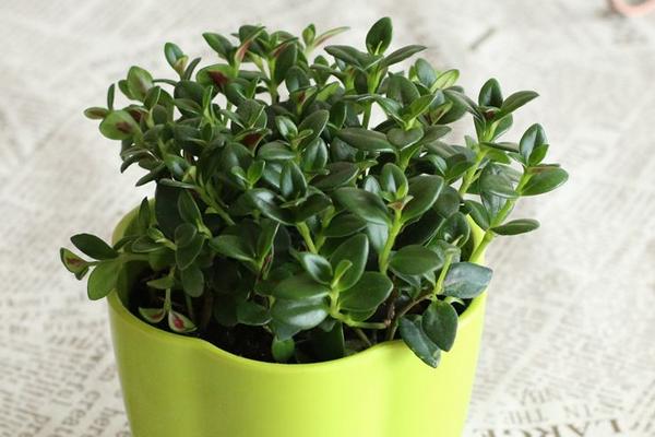 金鱼吊兰怎么摘心打顶(图解) 金鱼吊兰怎么修剪