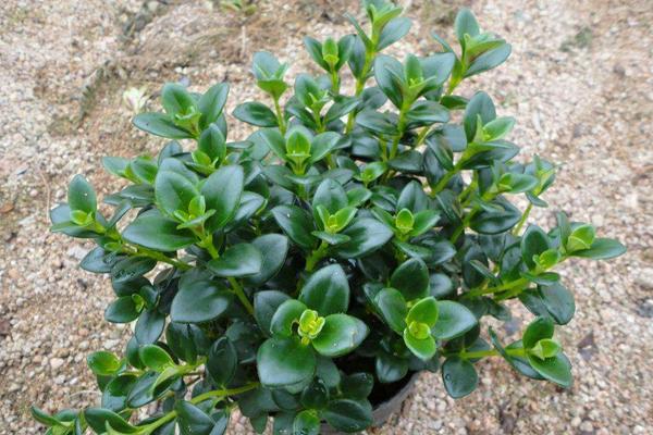 金鱼吊兰怎么摘心打顶(图解) 金鱼吊兰怎么修剪