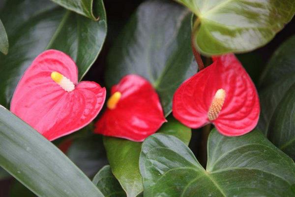 粉掌家庭水培养殖方法 粉掌不开花怎么办