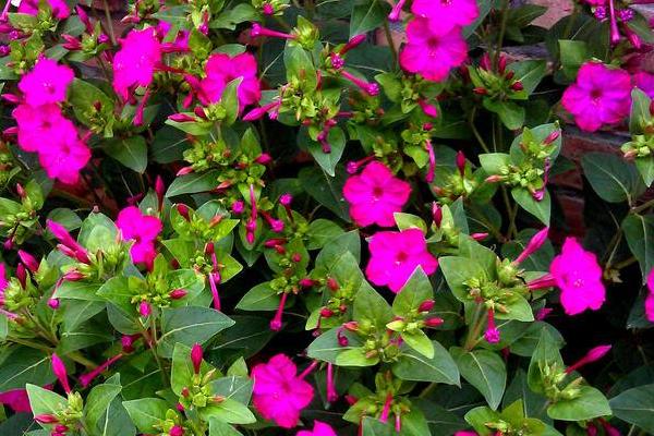 紫茉莉怎么养 紫茉莉养殖方法与注意事项