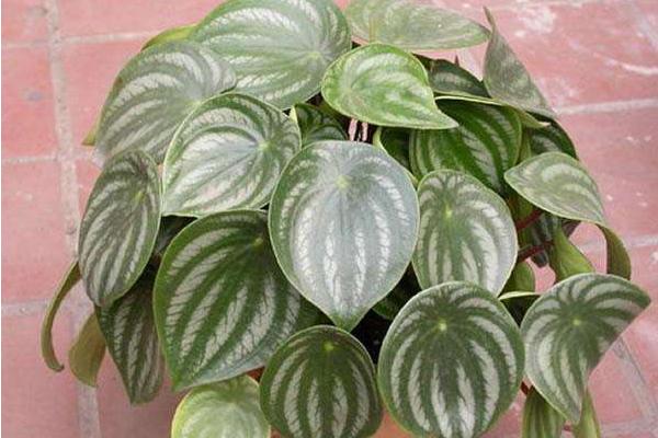 紫边碧玉椒草功效与作用 紫边碧玉椒草应用价值