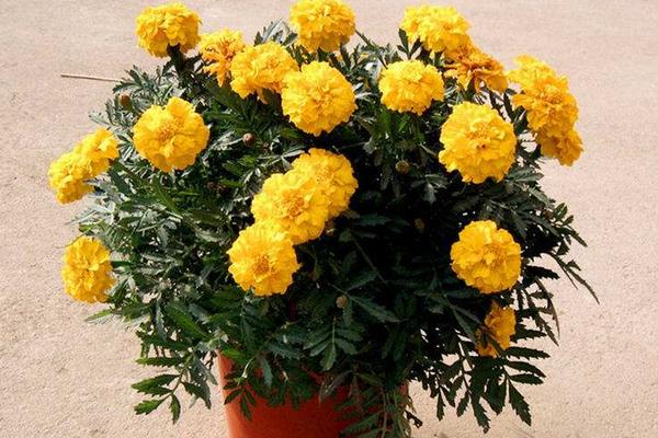 孔雀草怎么养 孔雀草养殖方法与注意事项