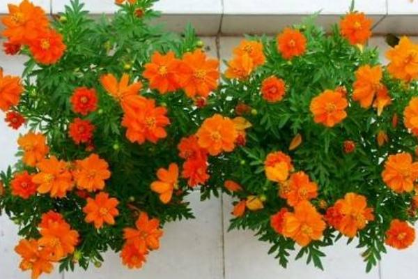 孔雀草怎么养 孔雀草养殖方法与注意事项