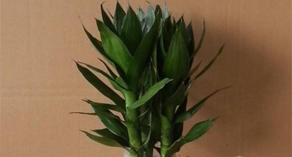 莲花竹叶片变黄的原因及解决办法 怎么养才能让它更好看