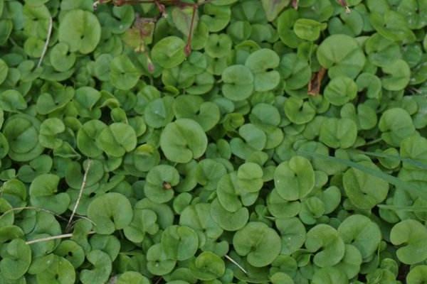马蹄金草皮（草坪）需要修剪吗 马蹄金草皮（草坪）的种植方法