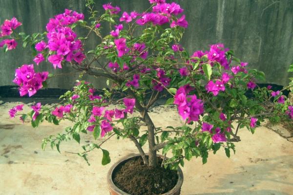 三角梅放在家庭哪个位置好(风水角度) 三角梅适合室内养吗