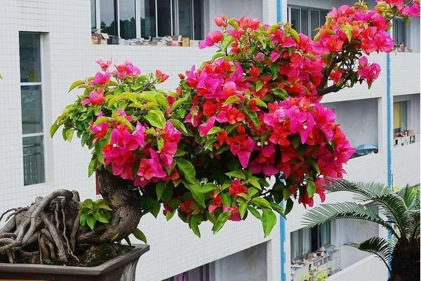 三角梅放在家庭哪个位置好(风水角度) 三角梅适合室内养吗