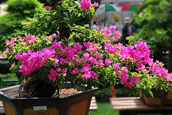 三角梅放在家庭哪个位置好(风水角度) 三角梅适合室内养吗