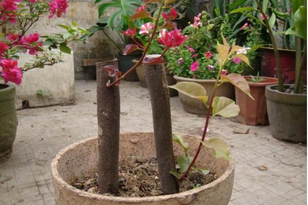 三角梅放在家庭哪个位置好(风水角度) 三角梅适合室内养吗