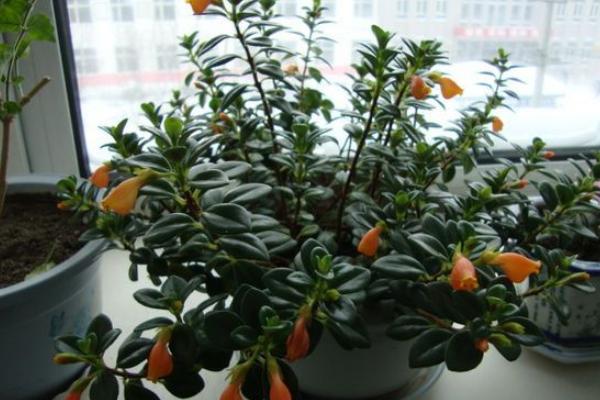 金鱼吊兰不开花怎么办 金鱼吊兰不开花的原因