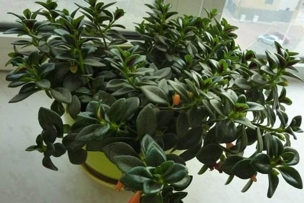 金鱼吊兰不开花怎么办 金鱼吊兰不开花的原因