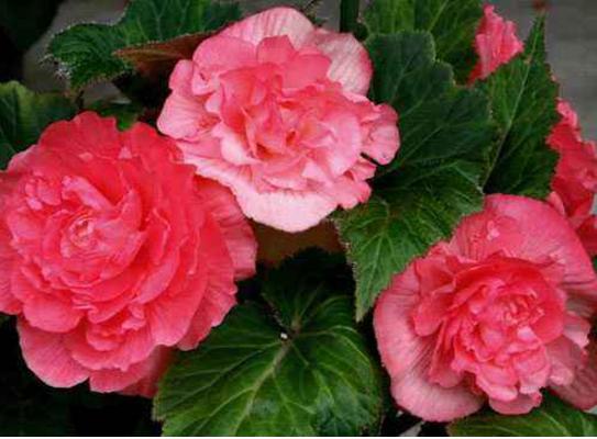 球根海棠和夫妻海棠的区别是什么 球根海棠的养殖方法