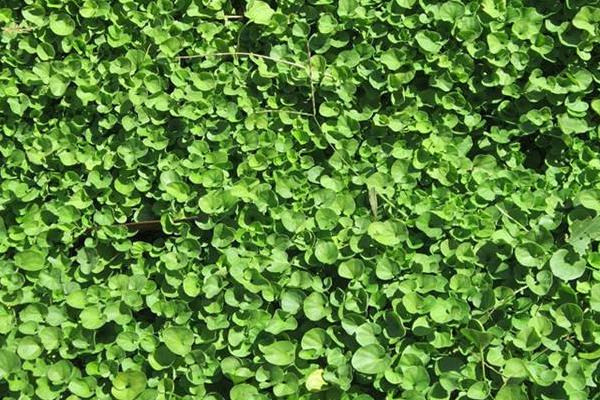 马蹄金的功效与作用及禁忌 马蹄金的药用选方