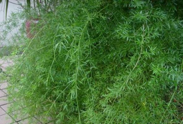 天门冬和麦冬的区别是什么