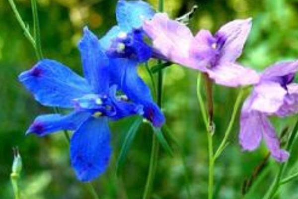 翠雀图片大全 翠雀花语及寓意