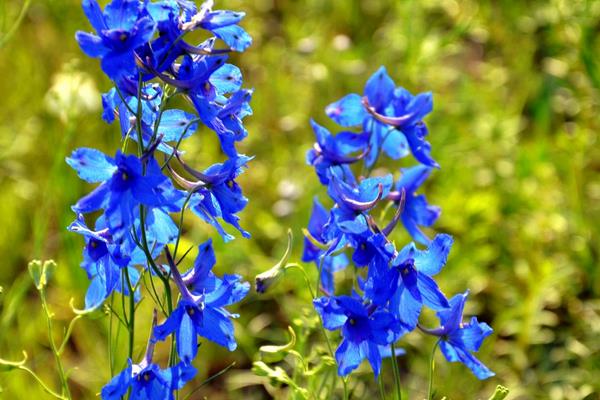 翠雀图片大全 翠雀花语及寓意