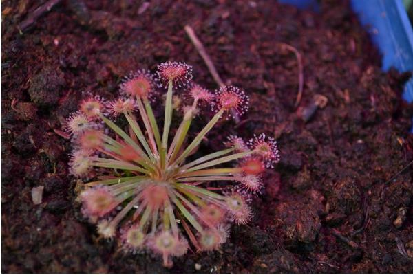 茅膏菜怎么养 茅膏菜养殖方法与注意事项