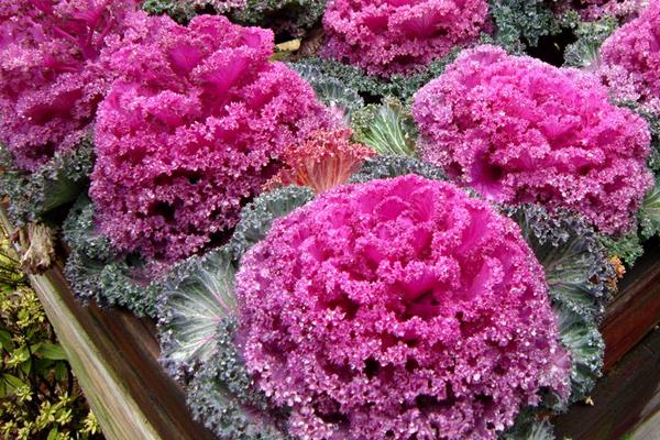 羽衣甘蓝种子市场价格多少钱一斤  羽衣甘蓝的播种繁殖