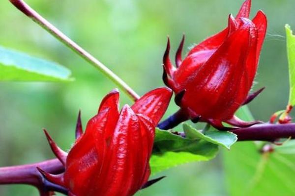 洛神花功效与作用 洛神花药用价值
