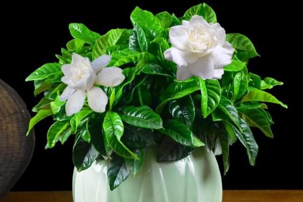 栀子花盆栽养殖方法与注意事项 栀子花怎么施肥