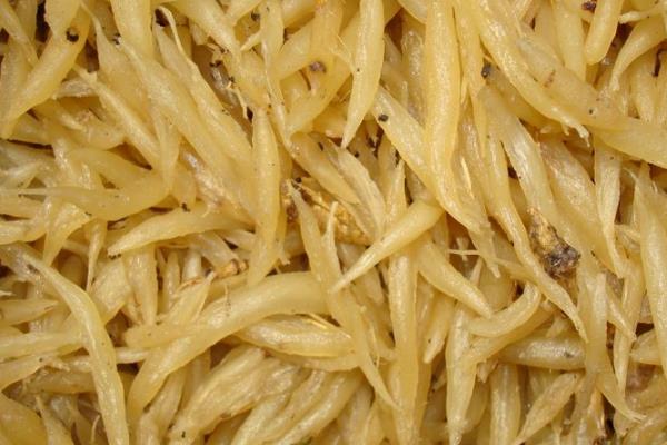 天门冬市场价格多少钱一斤  天门冬的挑选方法