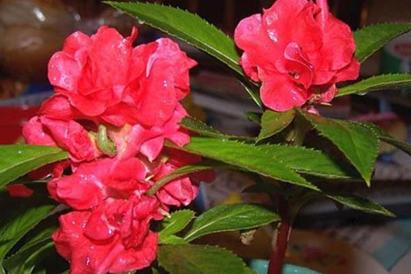 茶花凤仙种子市场价格多少钱一斤 茶花凤仙种子怎么种