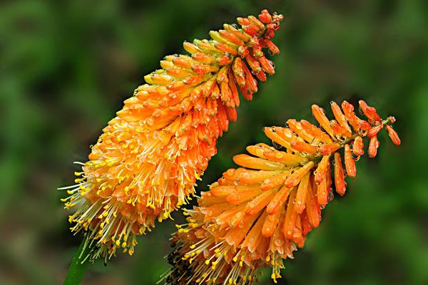 火炬花怎么浇水（多久浇一次水）火炬花种植方法