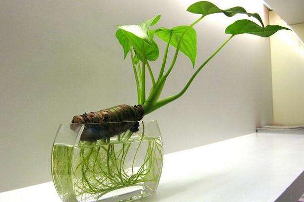 串钱藤有毒吗 串钱藤能放在室内卧室吗