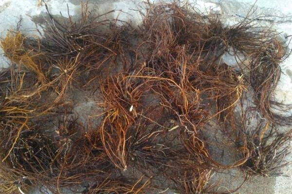 中药白头翁市场价格多少钱一斤 白头翁的功效和作用