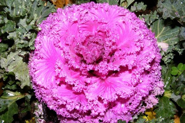 羽衣甘蓝亩产量多少 种植羽衣甘蓝效益怎么样