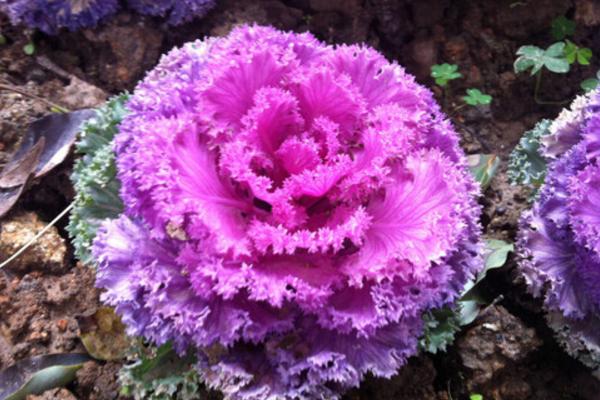 羽衣甘蓝亩产量多少 种植羽衣甘蓝效益怎么样