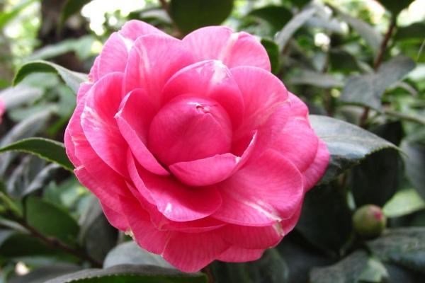 茶花怎么种 茶花种植方法与注意事项