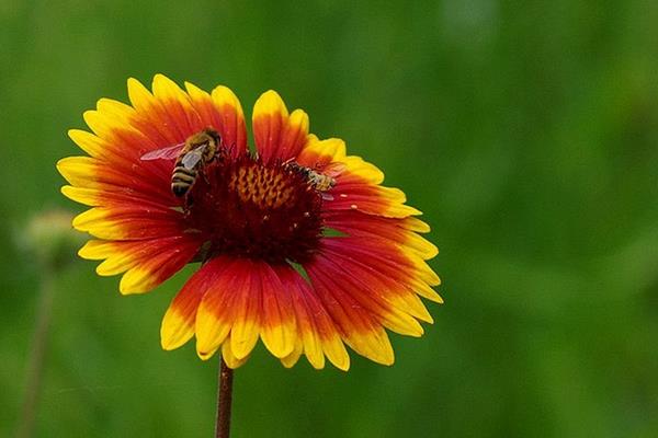 天人菊怎么种 天人菊种植方法与注意事项