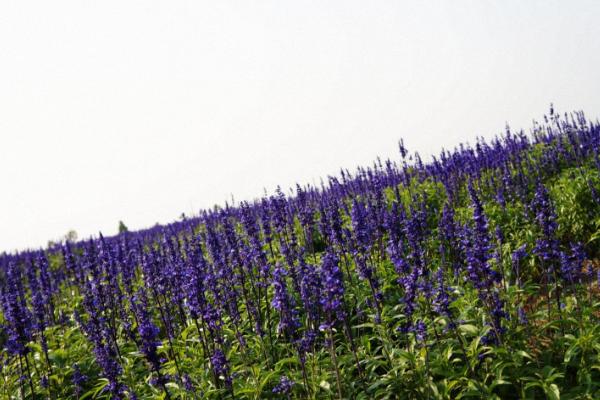 鼠尾草怎么种 鼠尾草种植方法与注意事项