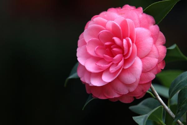 茶花怎么种 茶花种植方法与注意事项