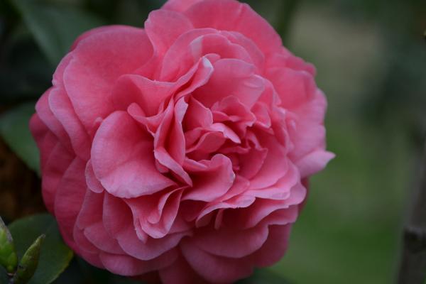 茶花怎么种 茶花种植方法与注意事项