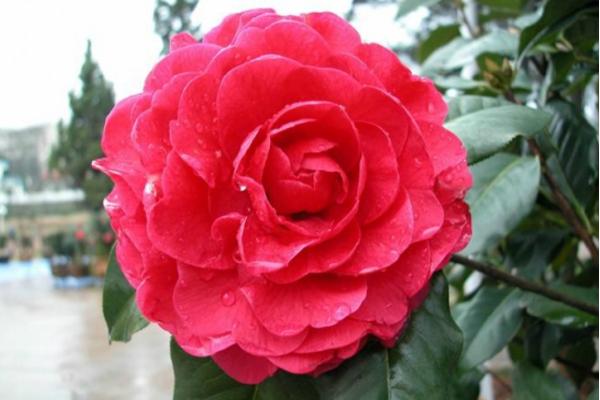 茶花怎么种 茶花种植方法与注意事项